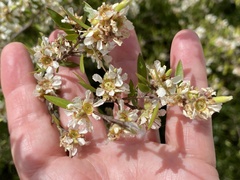 Leptospermum trinervium