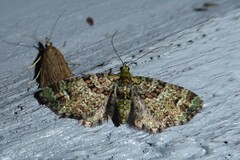 Pasiphila bilineolata