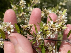 Leptospermum trinervium
