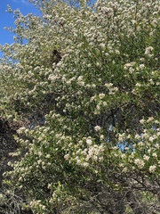 Leptospermum trinervium