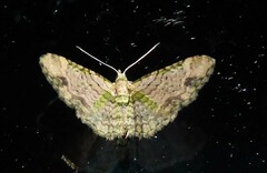 Chloroclystis sphragitis