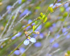 Comesperma scoparium