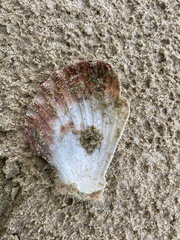 Pecten fumatus