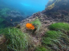 Hypsypops rubicundus