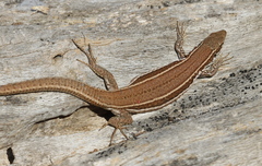 Podarcis gaigeae