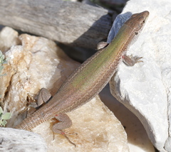 Podarcis gaigeae