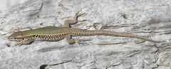 Podarcis gaigeae