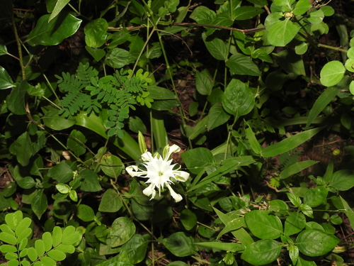 Image of Pancratium zeylanicum by (c) Hopeland, some rights reserved (CC BY)