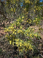 Acacia oswaldii