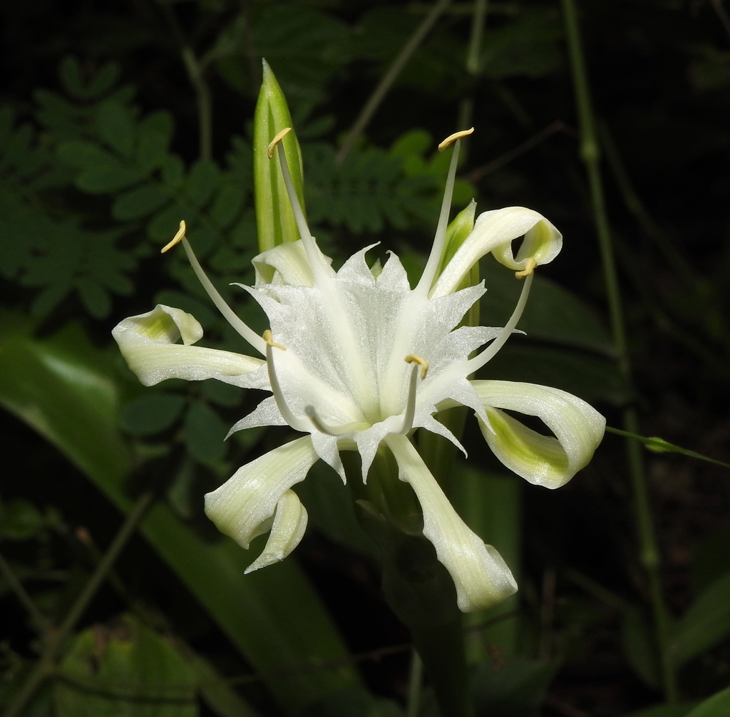 Pancratium zeylanicum; photograph (c) Hopeland, some rights reserved (CC BY)