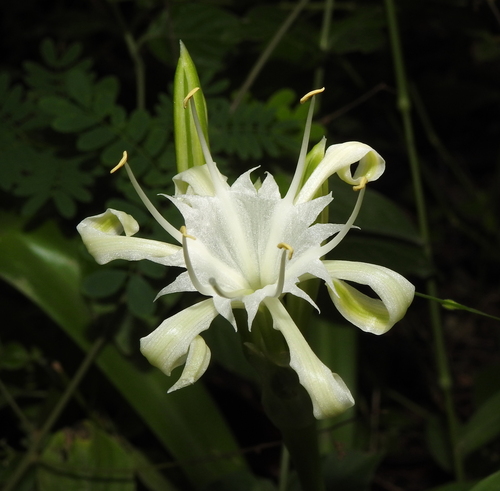 Javanese lily (Pancratium zeylanicum)