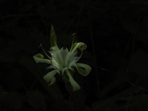 Image of Pancratium zeylanicum by (c) Hopeland, some rights reserved (CC BY)
