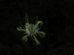 (c) Hopeland, some rights reserved (CC BY) Pancratium zeylanicum, photograph (c) Hopeland, some rights reserved (CC BY)