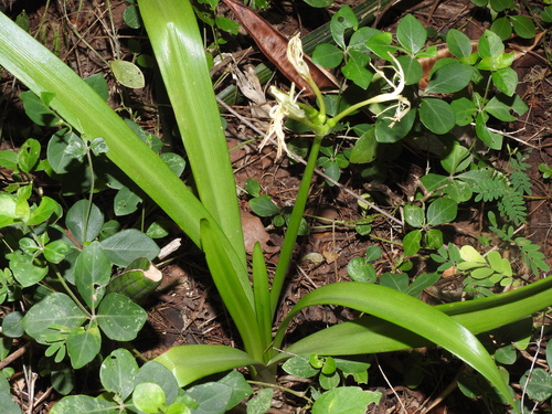 Image of Pancratium zeylanicum by (c) Hopeland, some rights reserved (CC BY)