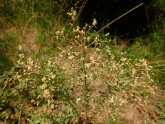 Asteraceae