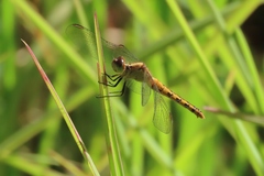 Diplacodes melanopsis