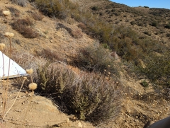 Pellaea mucronata mucronata