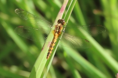 Diplacodes melanopsis