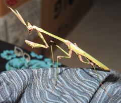 Empusa
