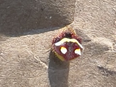 Poecilopachys australasia