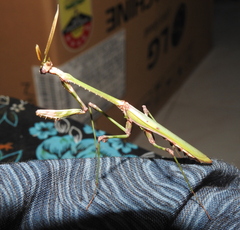 Empusa