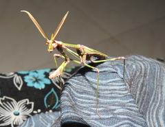 Empusa