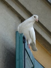 Columba livia domestica