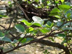 Alnus glutinosa