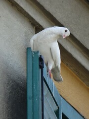 Columba livia domestica