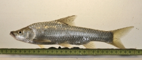 Bigmouth yellowfish (Labeobarbus megastoma) — Cyprinidae — 2