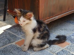 Felis catus