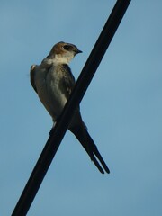 Cecropis daurica