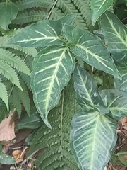 Syngonium podophyllum