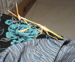 Empusa