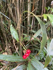Ardisia crispa
