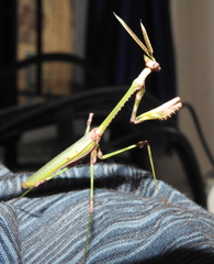 Empusa