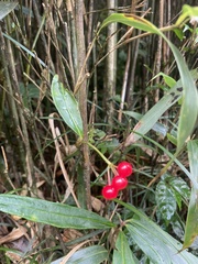 Ardisia crispa