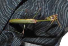 Empusa