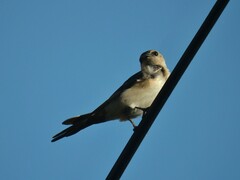 Cecropis daurica