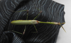 Empusa
