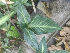 Syngonium podophyllum