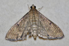 Herpetogramma