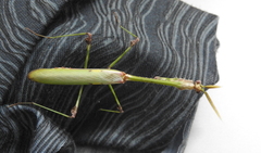 Empusa