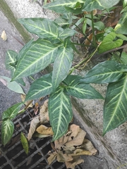 Syngonium podophyllum
