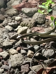 Dendrelaphis pictus