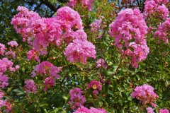 Lagerstroemia indica