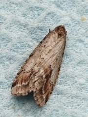 Erannis declinans