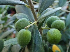 Olea europaea