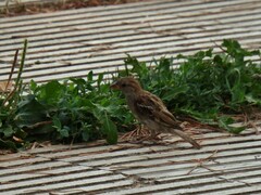 Passer domesticus