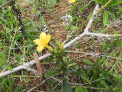 Barleria prionitis